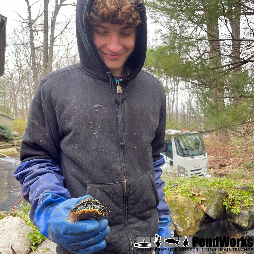 We love our aquatic friends! 🐢
#pondworks #turtle #aquaticlife #water #ponds #nature #springcleaning