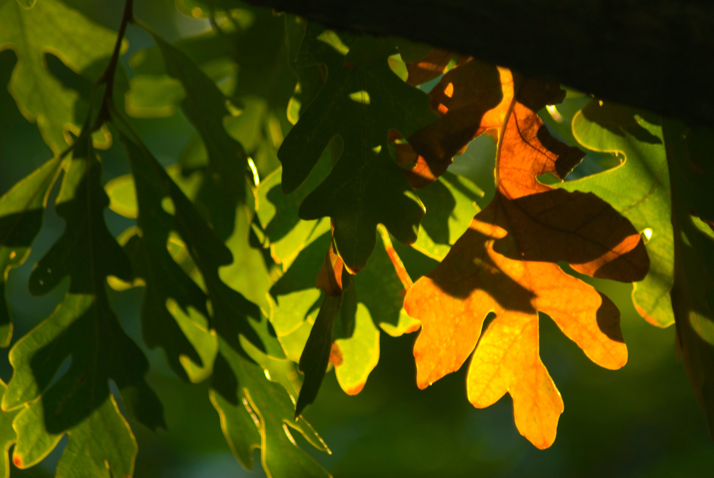 Talk-DSC_0136Modified-web.jpg