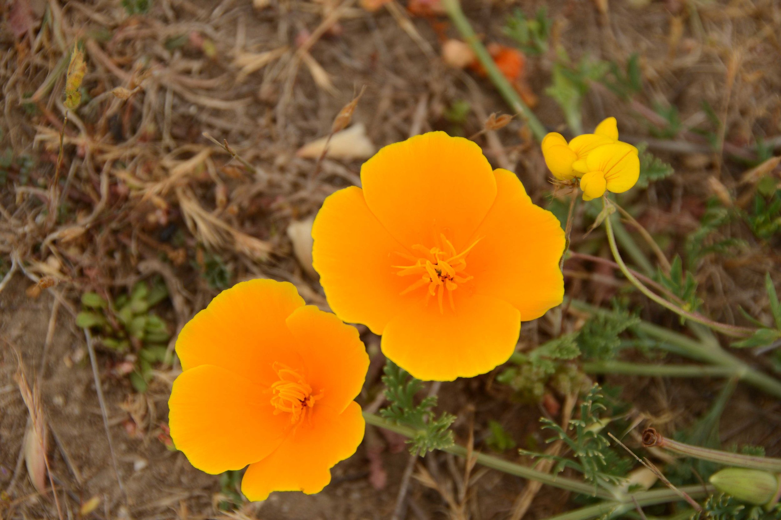 DSC_2174-web.jpg