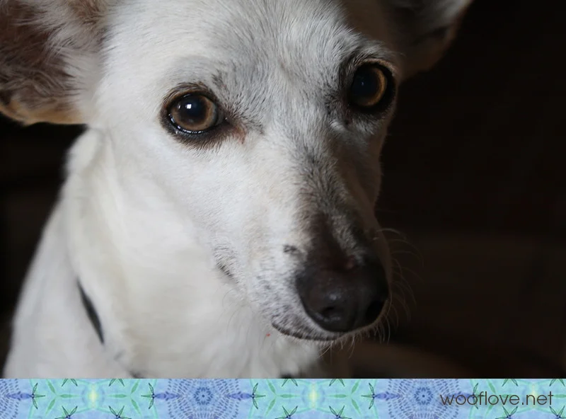 sophie_closeup1.jpg