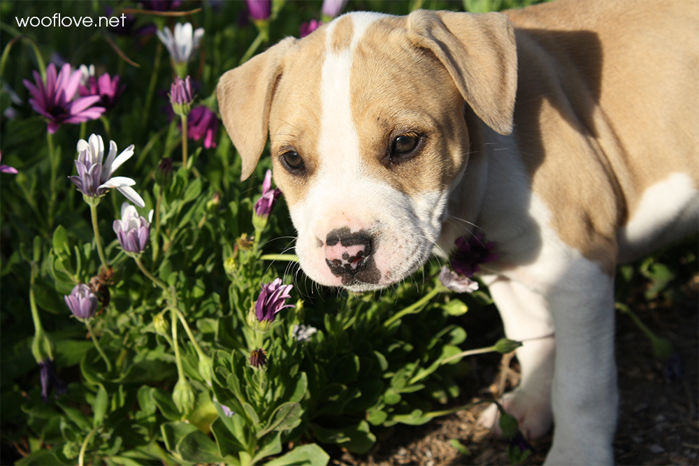 National-Puppy-Day-6.jpg