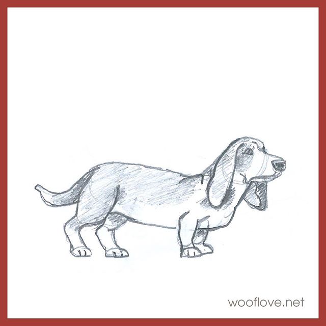 Dog No. 30. Pencil sketch from the book &quot;Draw 50 dogs&quot; #the100dayproject #100daysofwoofloveart #dog #bassethound #doglover #wooflove #woofloveblogart #pencilsketch