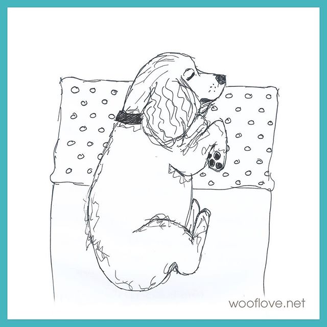 Dog No. 31. Live sketch from my dog having sweet dreams : ) #the100dayproject #100daysofwoofloveart #dog #cockerspaniel #doglover #wooflove #woofloveblogart #pensketch