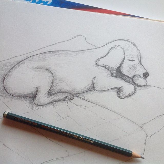 a quick sketch of my dog Winnie having sweet dreams : ) #dog #sketch #sketchbook #dogdrawing #dogillustration #illustration #pencilsketch #woofloveblogart