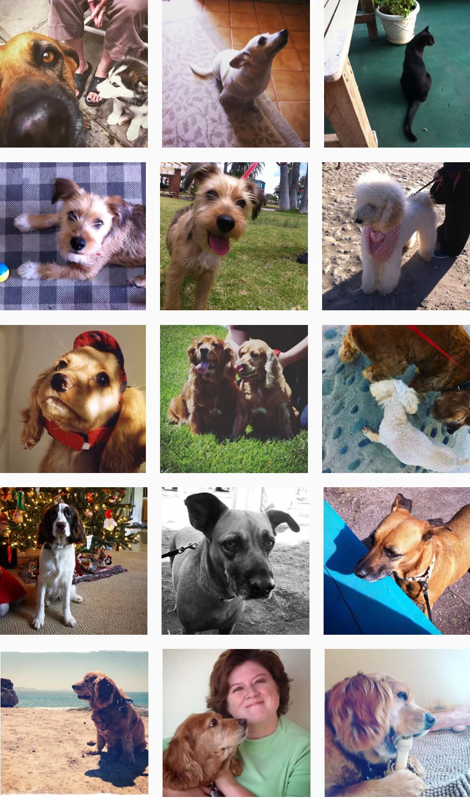 Pets-2.jpg