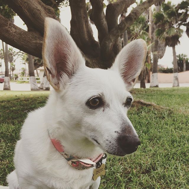 Those ears... I love those ears 💖#dog #doglover #chihuahua #chihuahualove #wooflove #woofloveblog