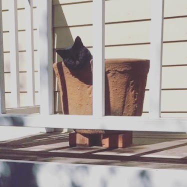 #caturday kitty in a pot 😊#cat #blackcat #woofloveblog