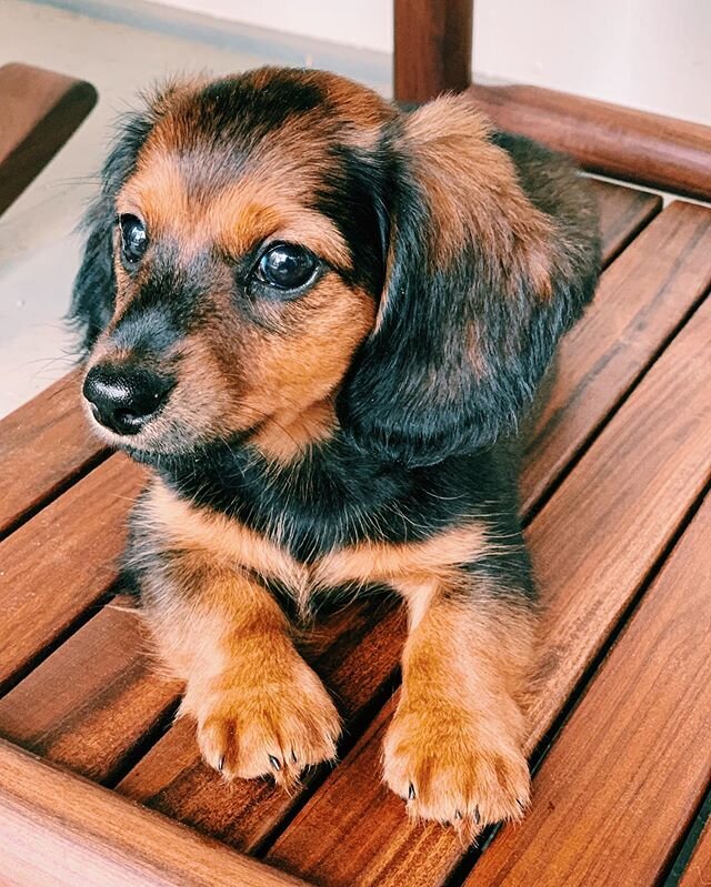 This little girl joined my life today! Meet Poppy or &ldquo;Pops&rdquo; for short! She&rsquo;s an 8 week old Mini Dachshund. So far she likes to spend time under the furniture and being cuddled. I&rsquo;m in love. .
.
.
.
#longhairedminidachshund #lo