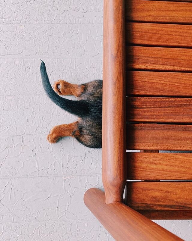 Poppy is exhausted after a long first week as an Ulman 😴 .
.
.
.
.
#dachshundsofinstagram #dachshund #miniaturedachshund #minidachshund #longhairdachshund #tiredpuppy #puppy #puppiesofinstagram