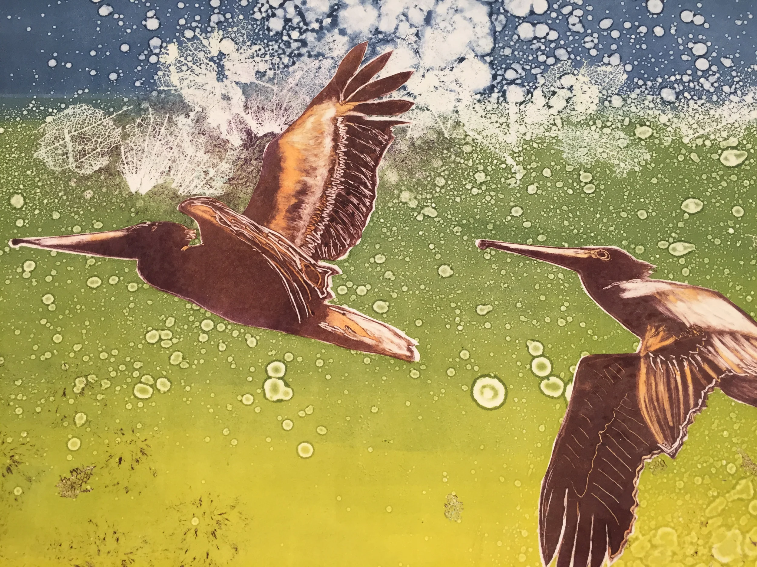 pelicans.jpg