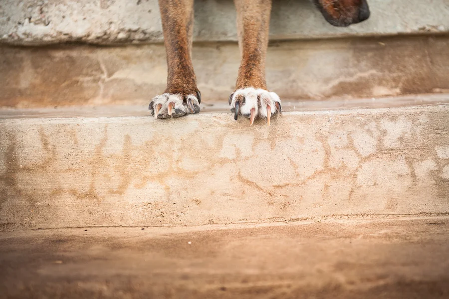 dog-photography-austin-texas-003.jpg