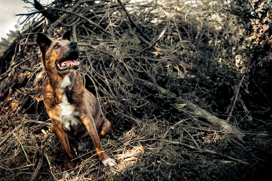 dog-photography-austin-texas-0081.jpg