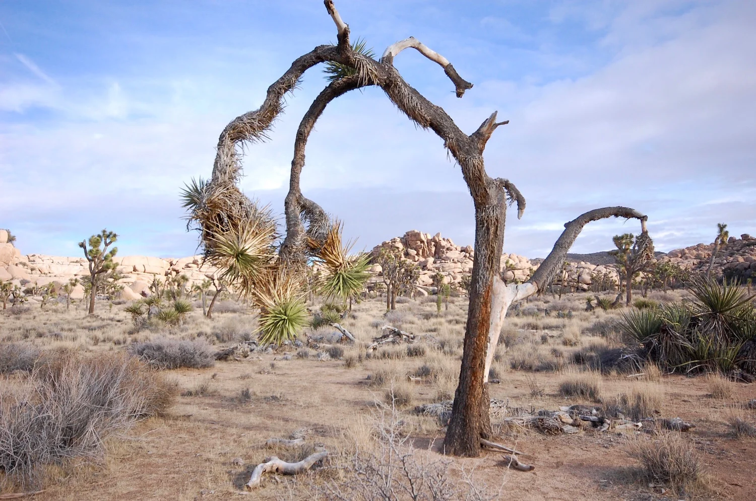 First day in Joshua Tree National Park. &nbsp;Barker Dam. &nbsp;You can see Joshua Trees at all different stages in their life cycle in the park.&nbsp;