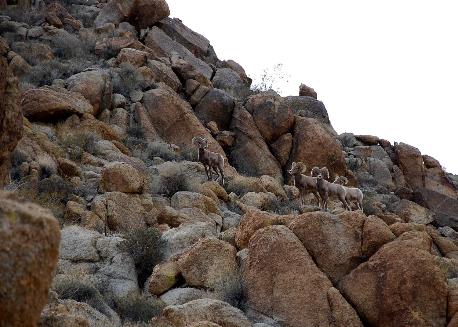 Bighorn Sheep. &nbsp;49 Palm Oasis, Joshua Tree National Park, CA