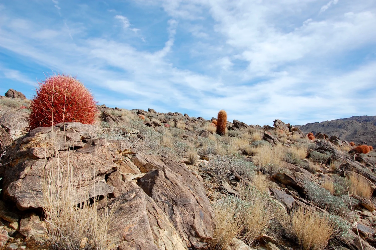 49 Palms Oasis, Joshua Tree National Park. &nbsp; We really enjoyed the dash of color we found on this trail. &nbsp;&nbsp;