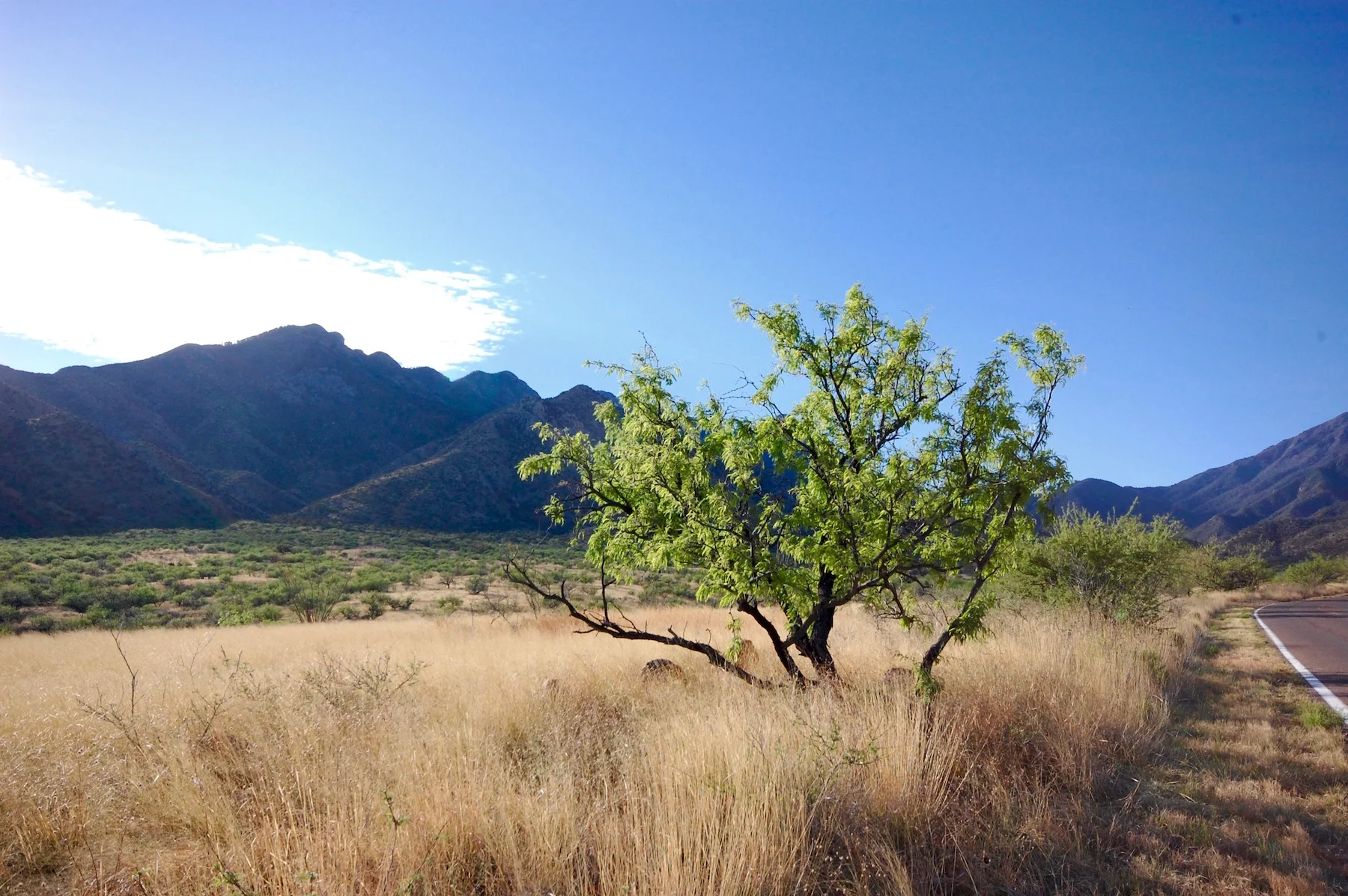 Entrance to Madera Canyon