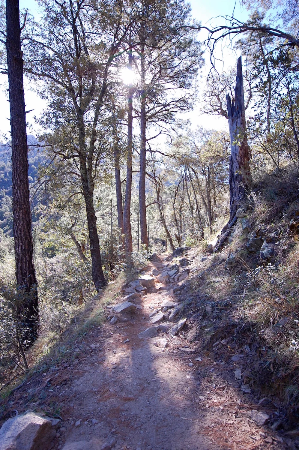 Old Baldy Trail, before Josphine Saddle 7080 ft