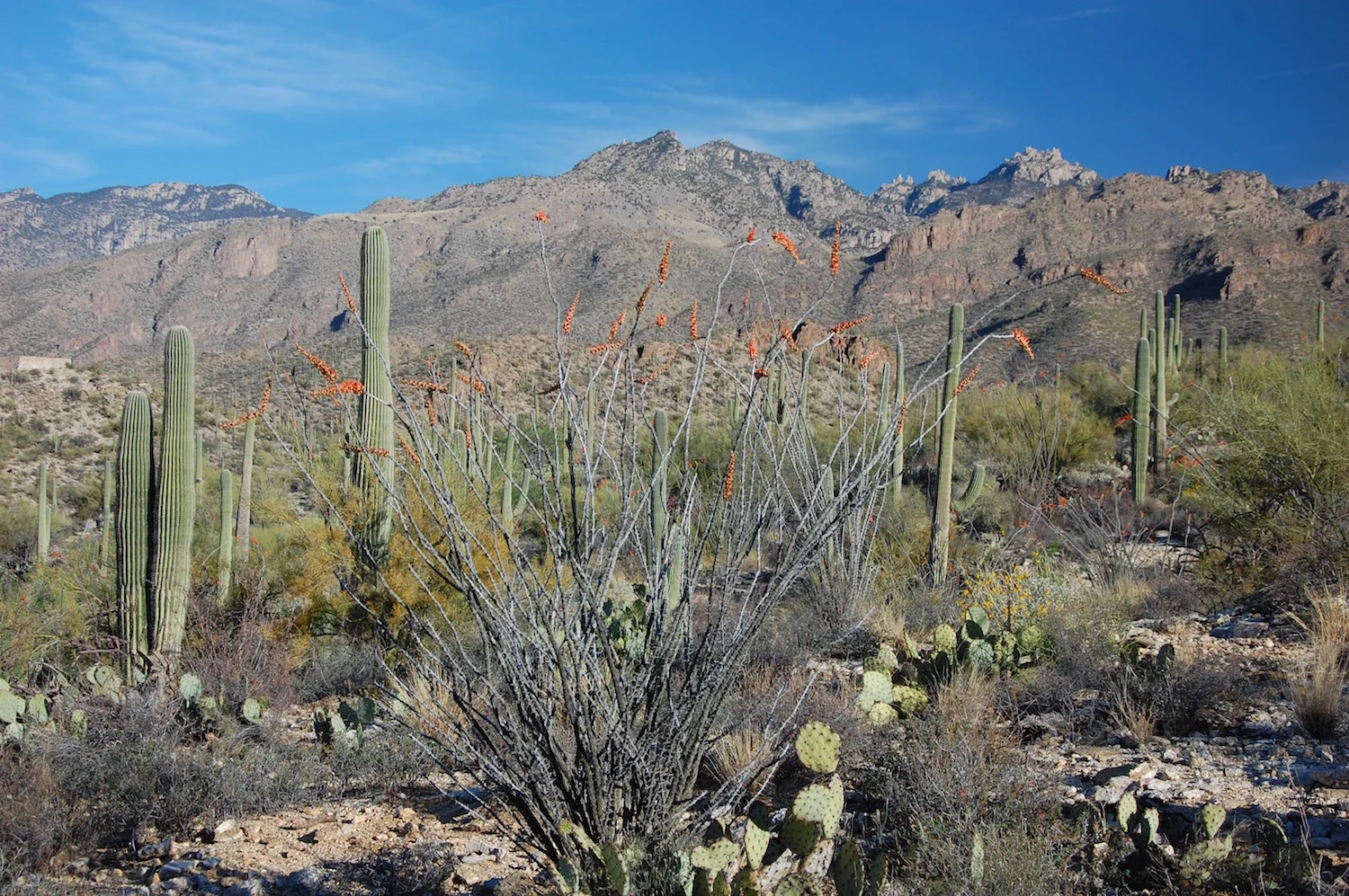 Ocotillo were in bloom and everywhere on this hike!