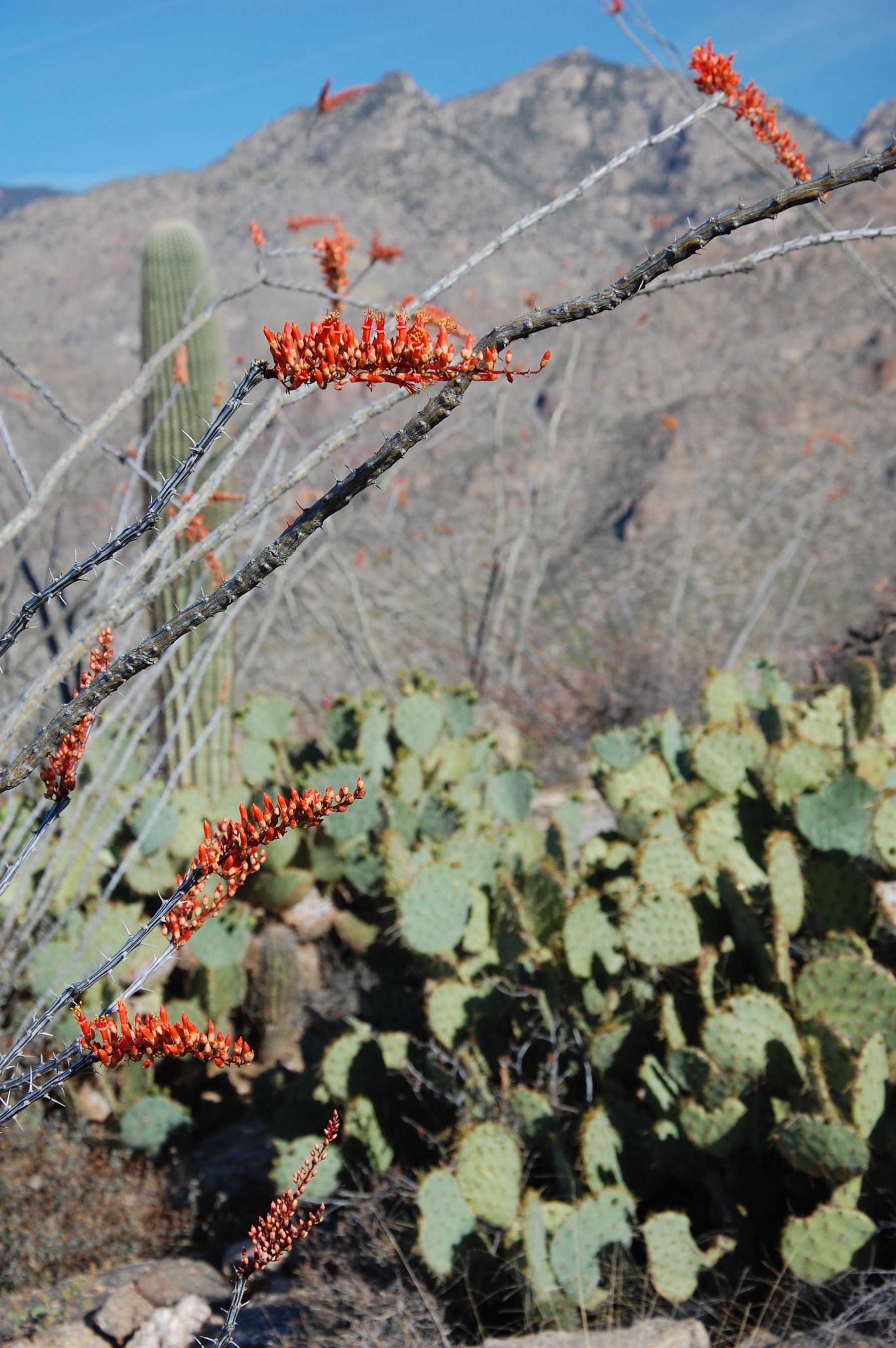 Ocotillo