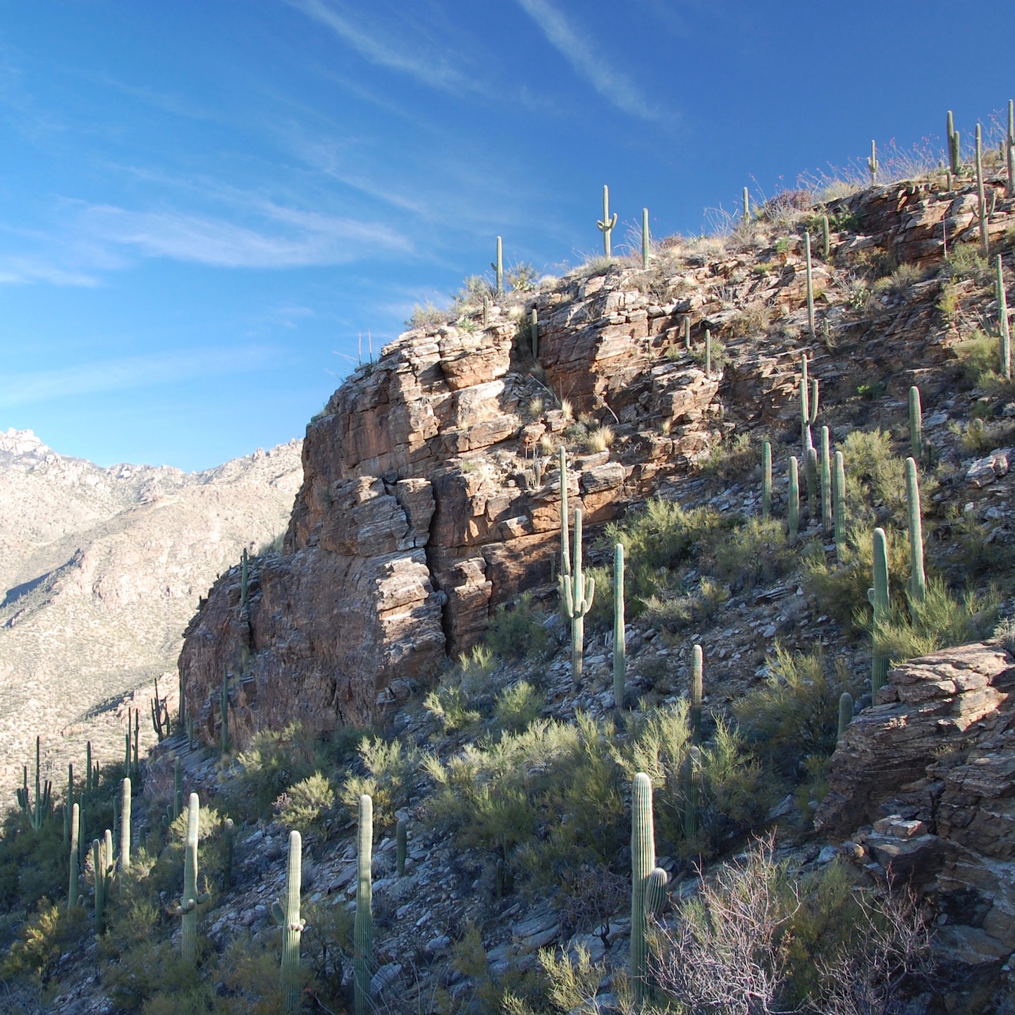 The rocky landscape of Sabino Canyon is in full effect on Blackett's Ridge trail.&nbsp;