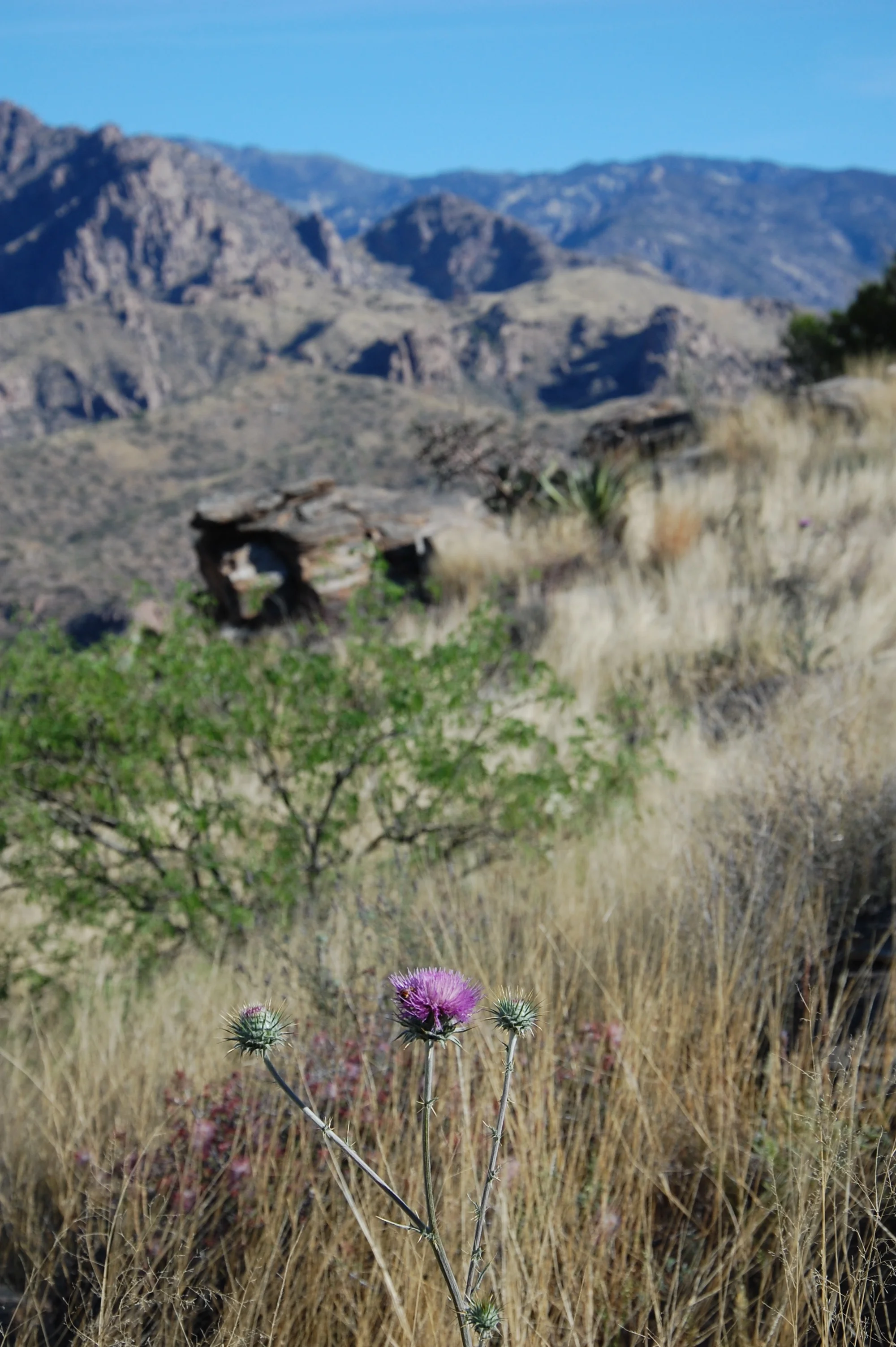 Near the top, we think we found a thistle!