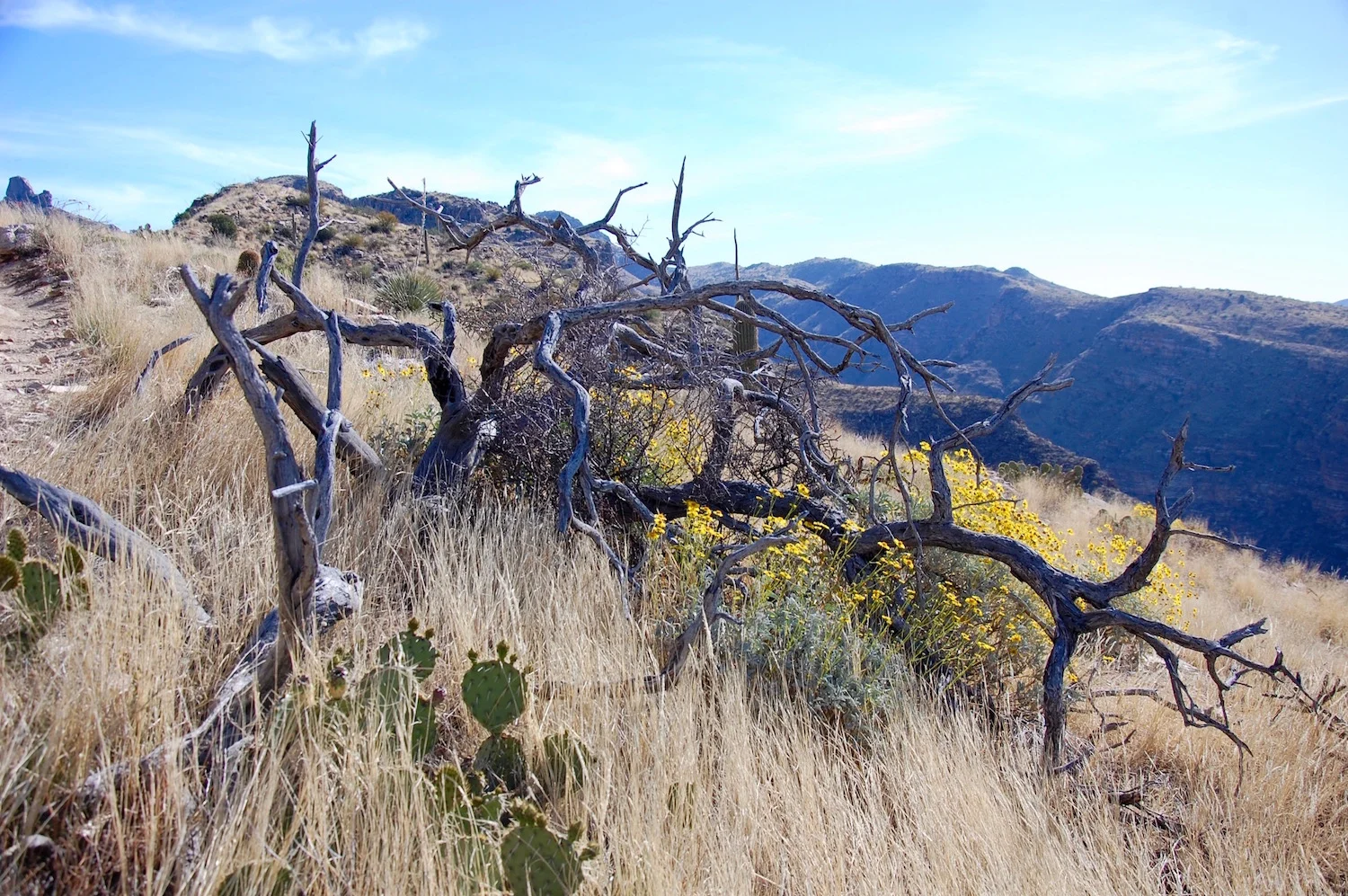 Brittle Bush (I think that the yellow flower!) near the highest elevation point of the hike.&nbsp;