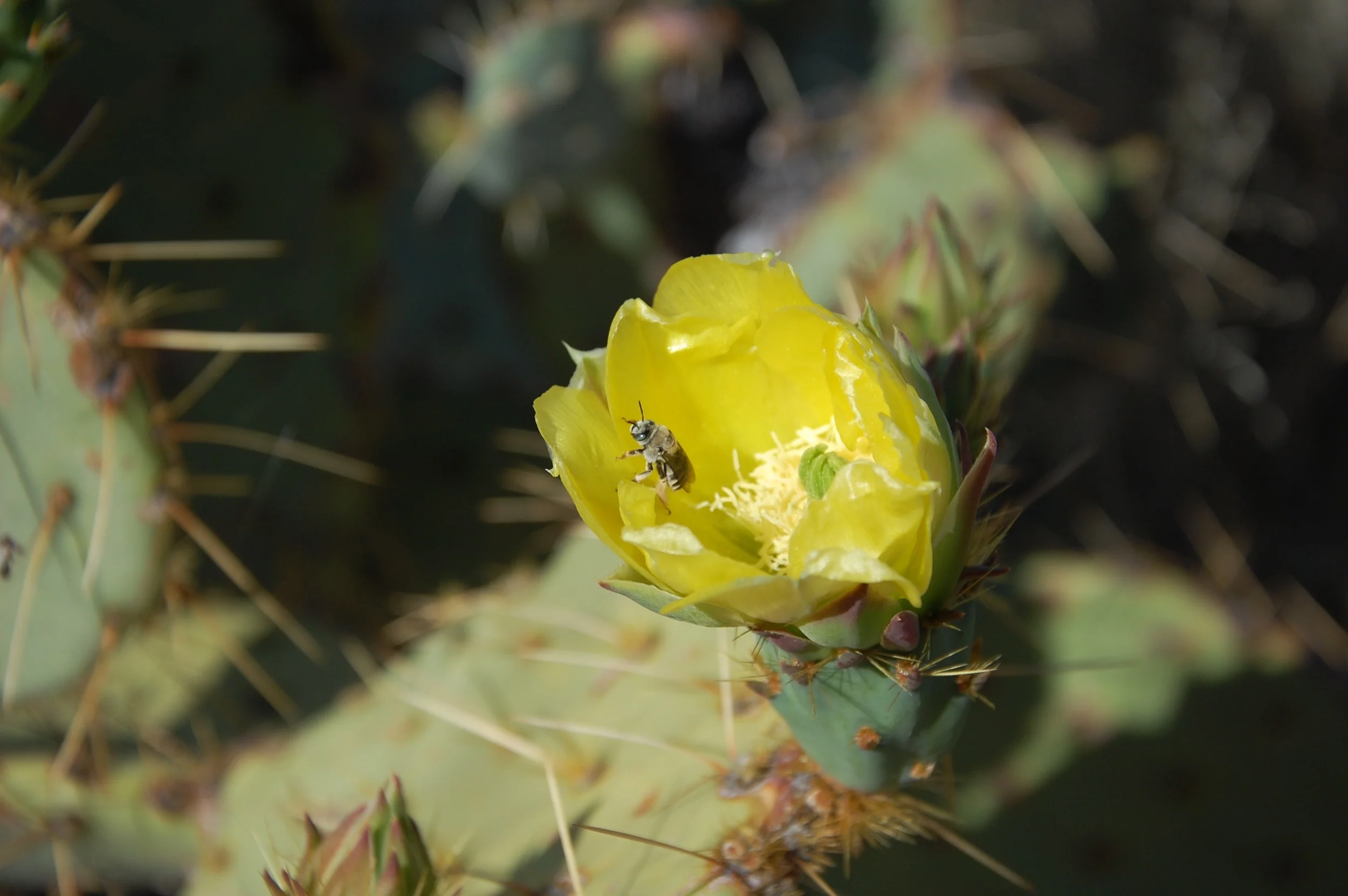 Apple Cactus Bloom.&nbsp;