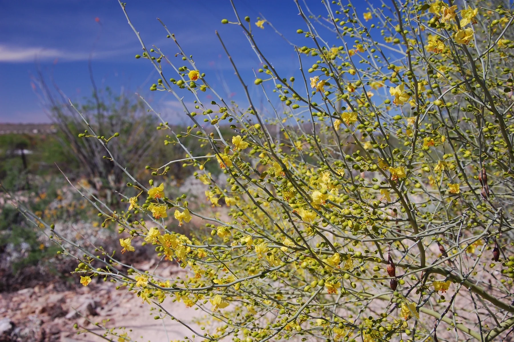 If anyone knows what this is - please tell us!