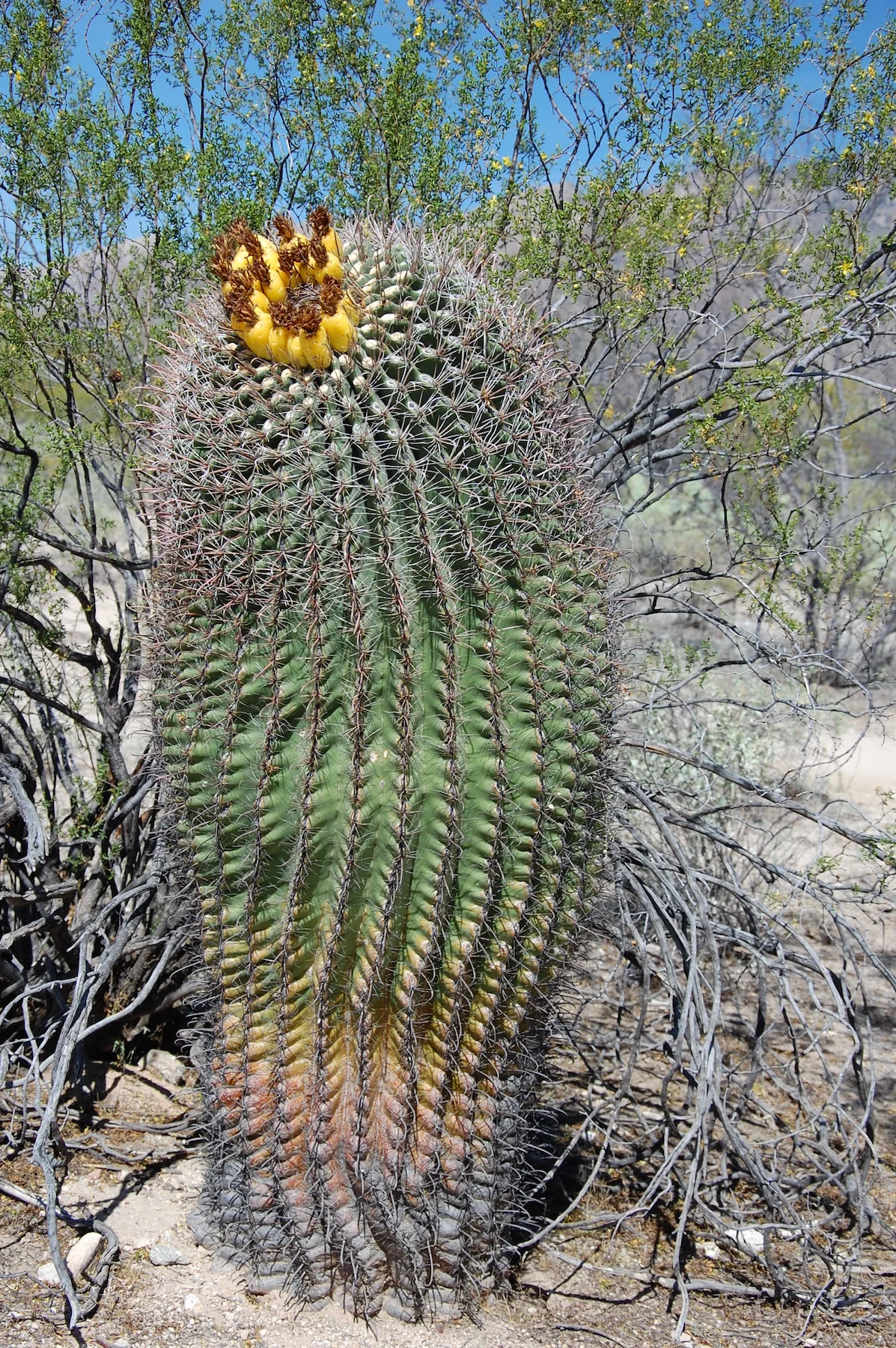 Barrel Cactus -like the color variation in the cactus trunk! &nbsp;It's rasta!