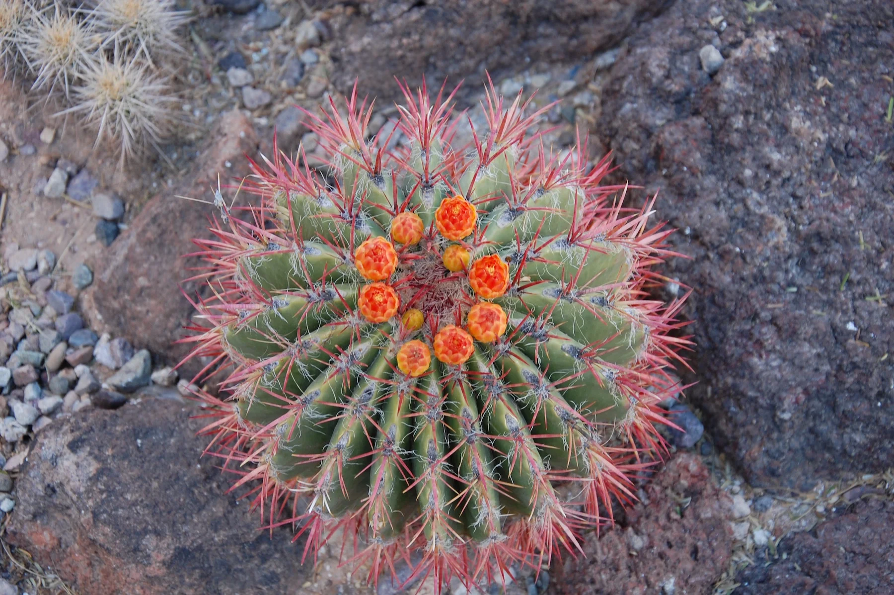 Barrel Cactus at San Xavier Mission
