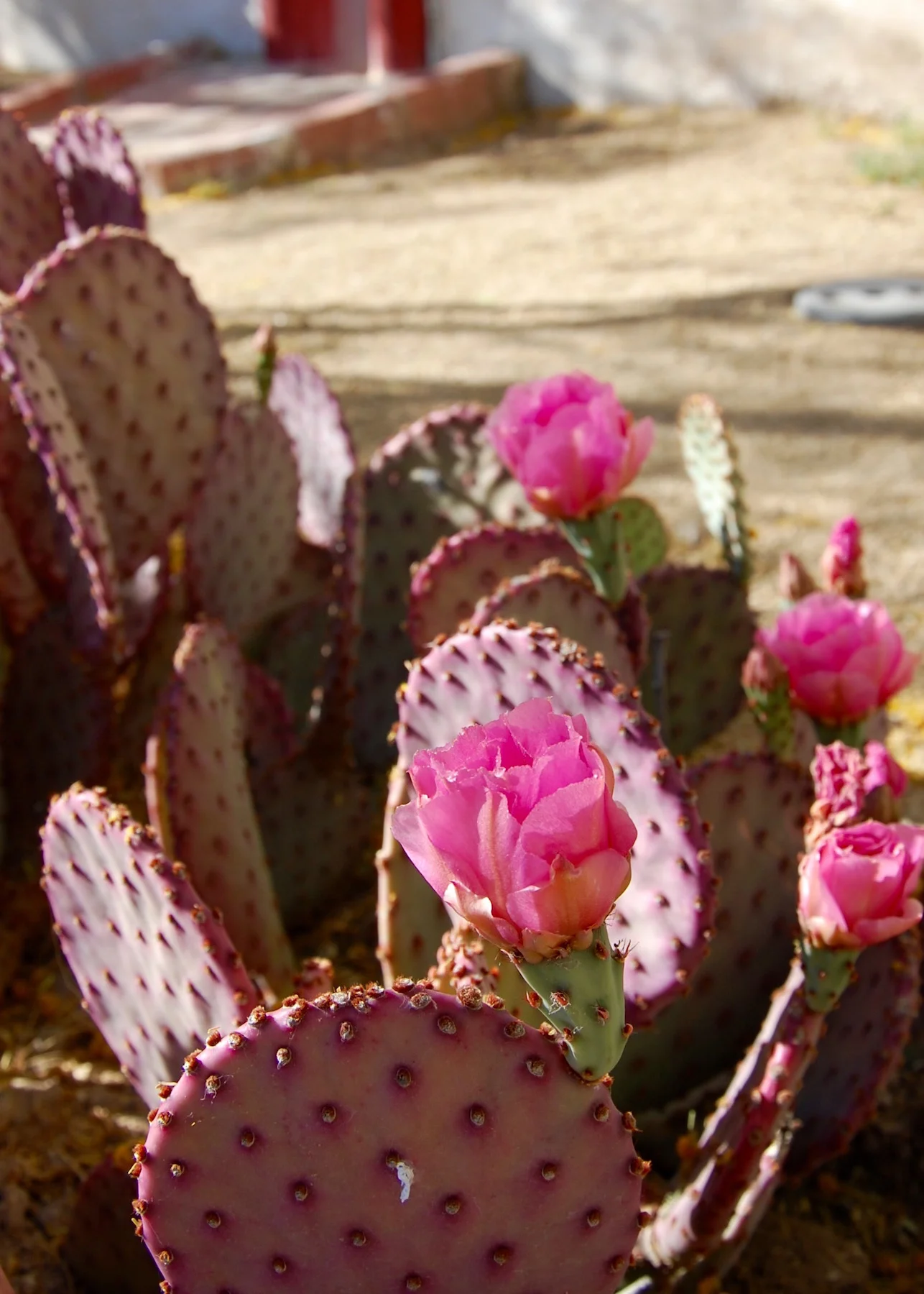 Beaver Tail Cactus, San Xavier Mission