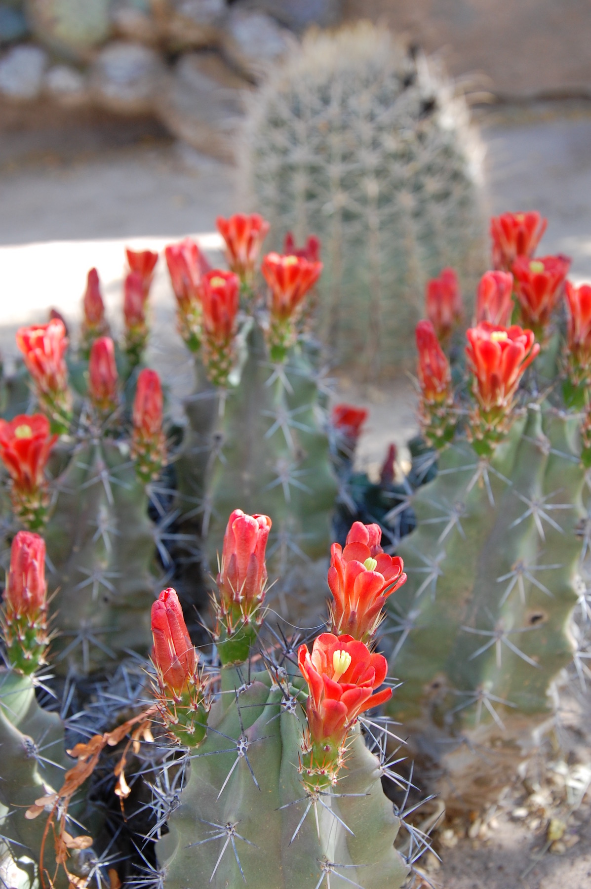 Not sure what this is! &nbsp;San Xavier Mission