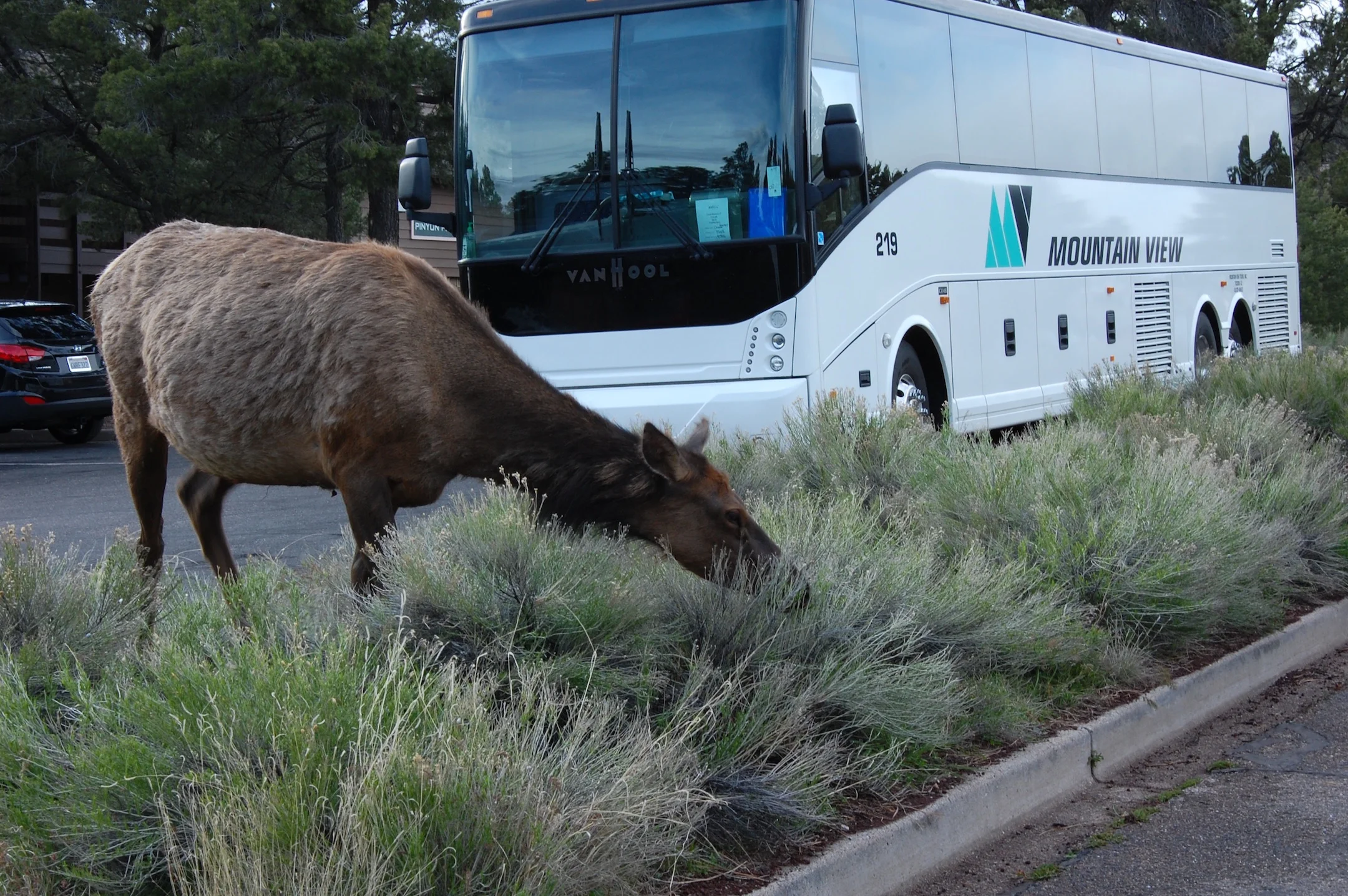 Rocky Mountain Elk at the Maswik Lodge.&nbsp; The park is replacing vegetation around many of the village buildings, as it attracts elk, who are habituated to people....but are still wild animals capable of charging. &nbsp;Not a good combo for a pla…