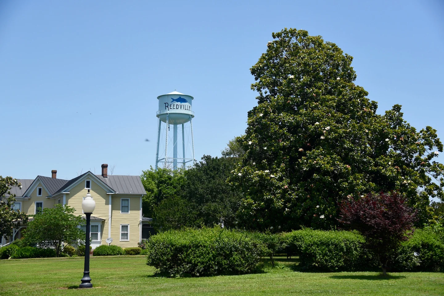 Reedville. The economy has been supported since the 1800's by menhaden. &nbsp;Small fish that move in large, tight schools. They are harvested for use in feed and fish oil.&nbsp;