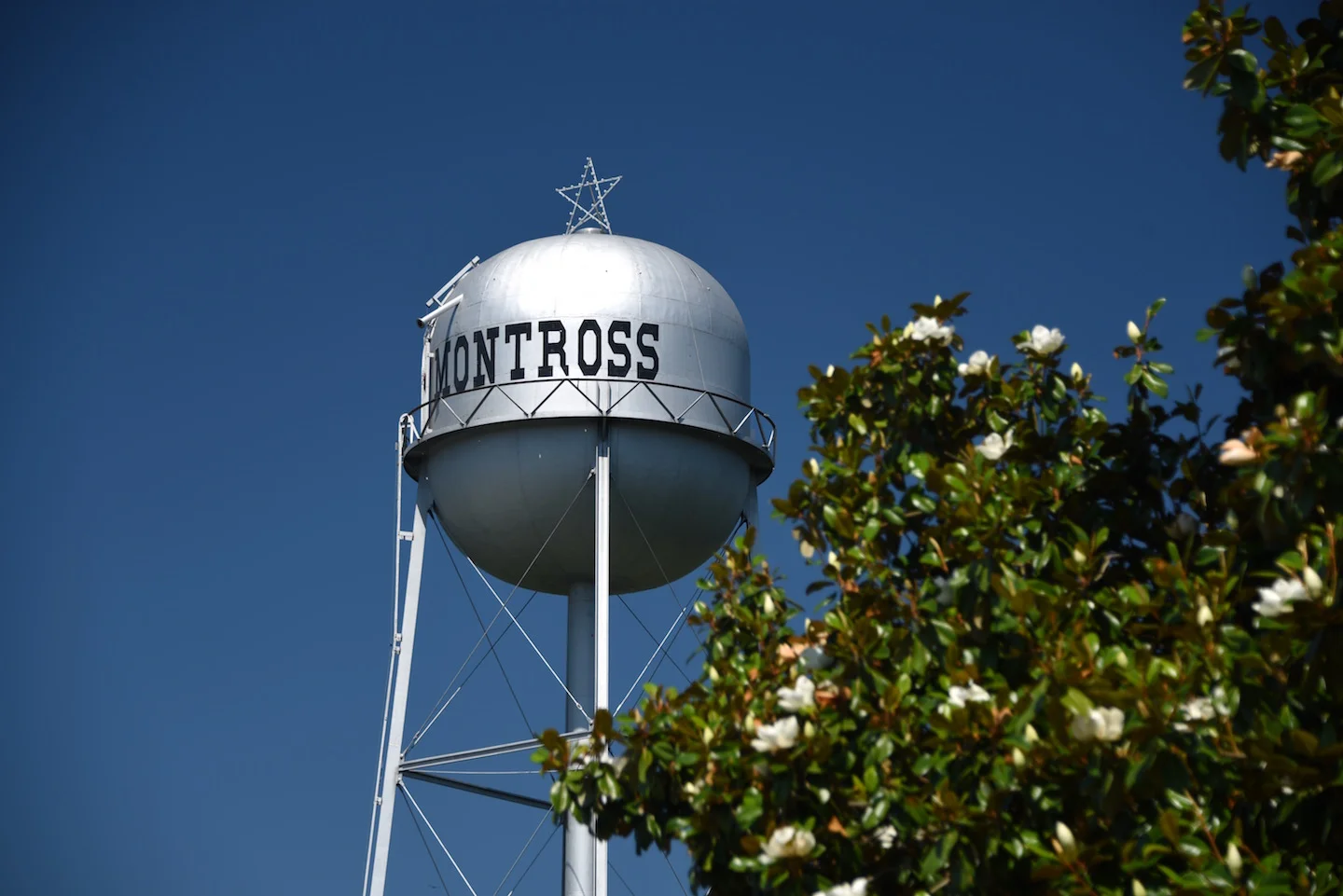 Magnolia trees are all around — and in bloom for most of our stay on the Neck!