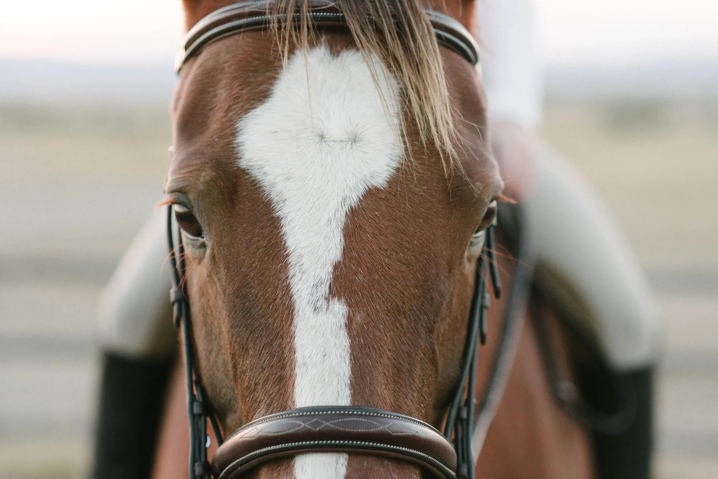 ottb fort collins