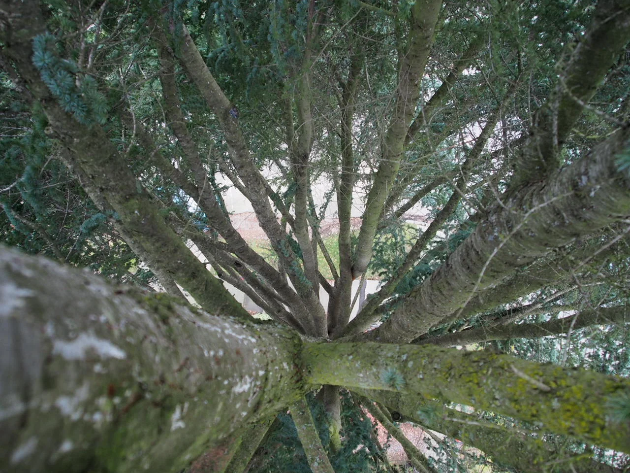 A climbing aerial inspection of a large Deodar cedar in Ravenna, Seattle.