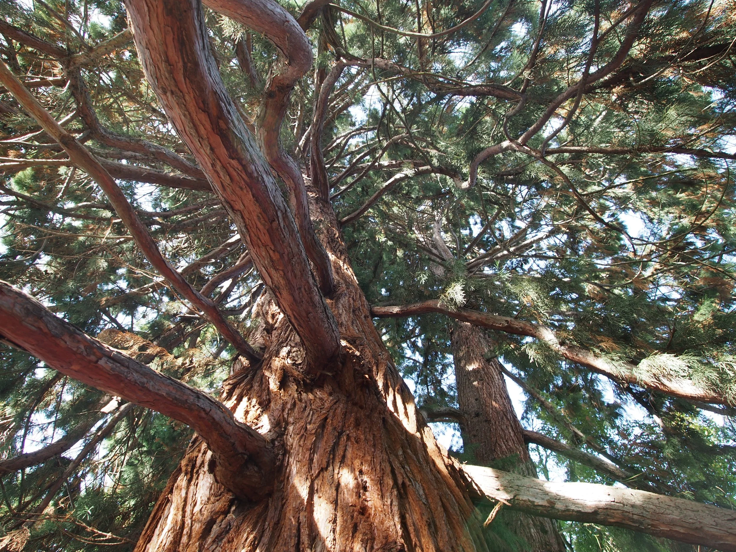 PanorArbor Ltd - 360 Tree Care, Consultant Arborist & Pruning Services ...