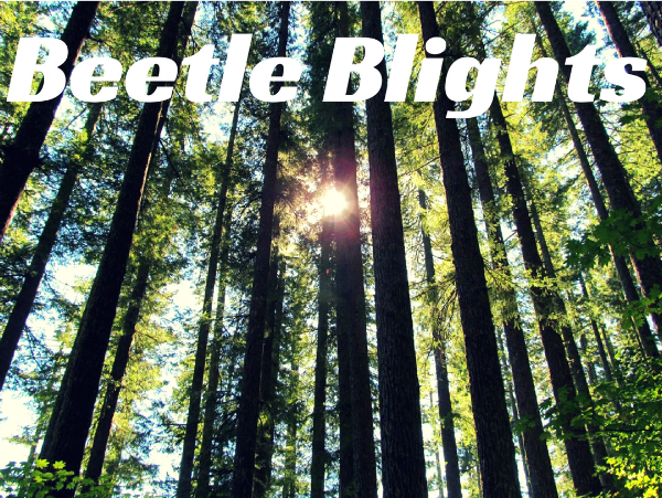 Forests.png