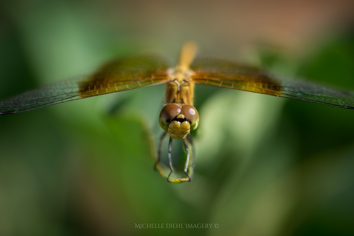 Dragonfly 2.jpg