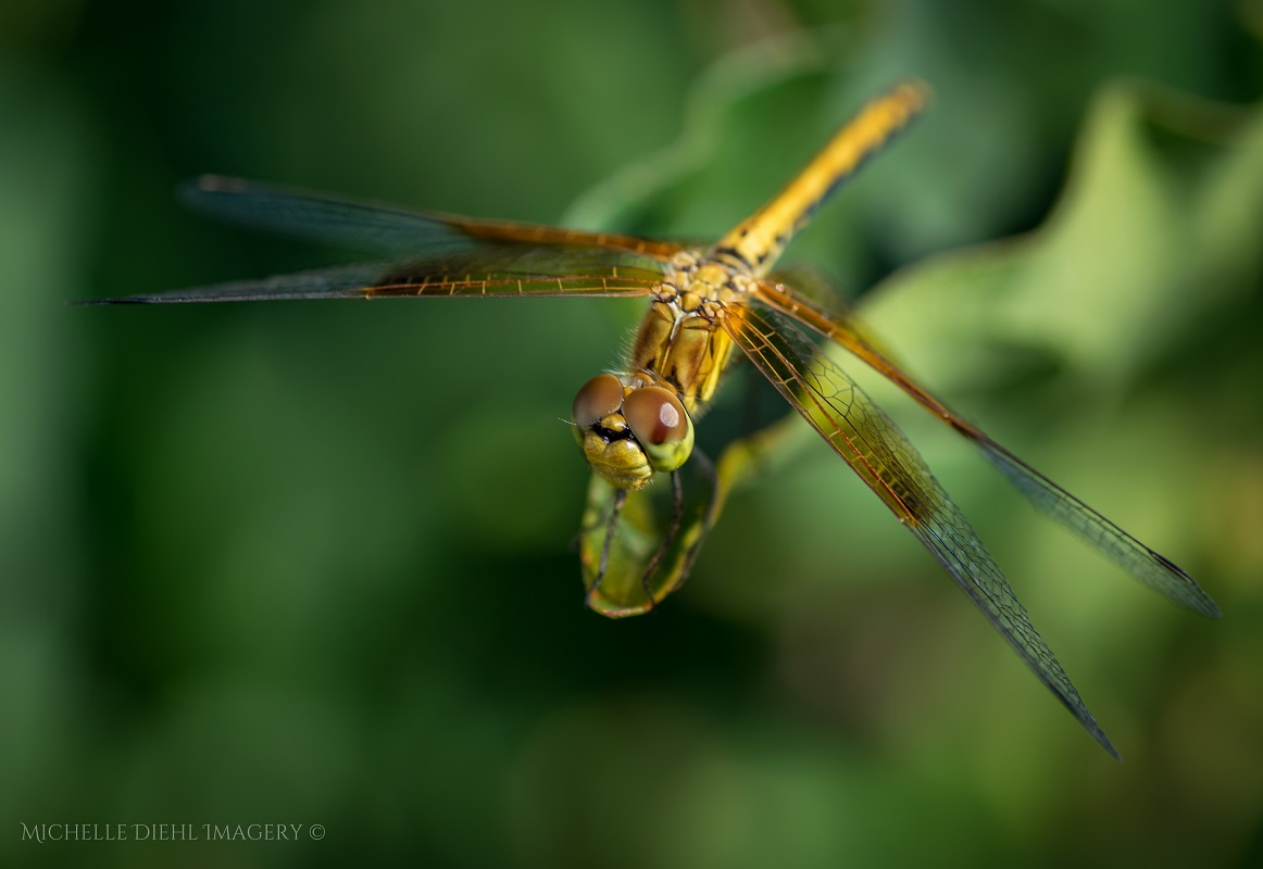 Dragonfly 3.jpg