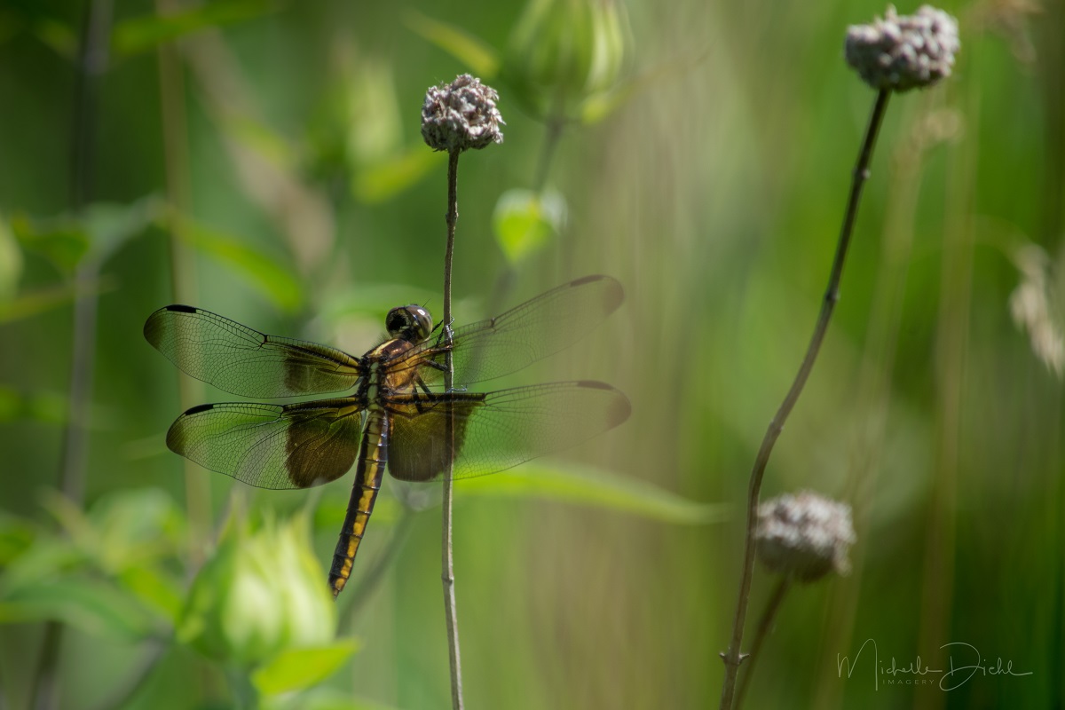 Dragonfly 5.jpg