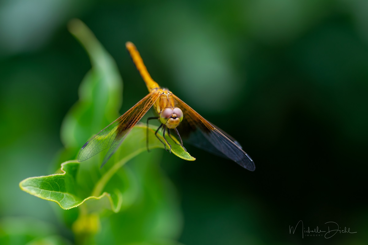 Dragonfly 7.jpg
