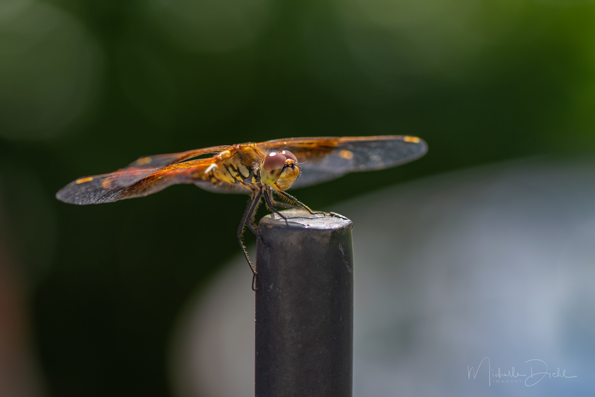 Dragonfly 9.jpg