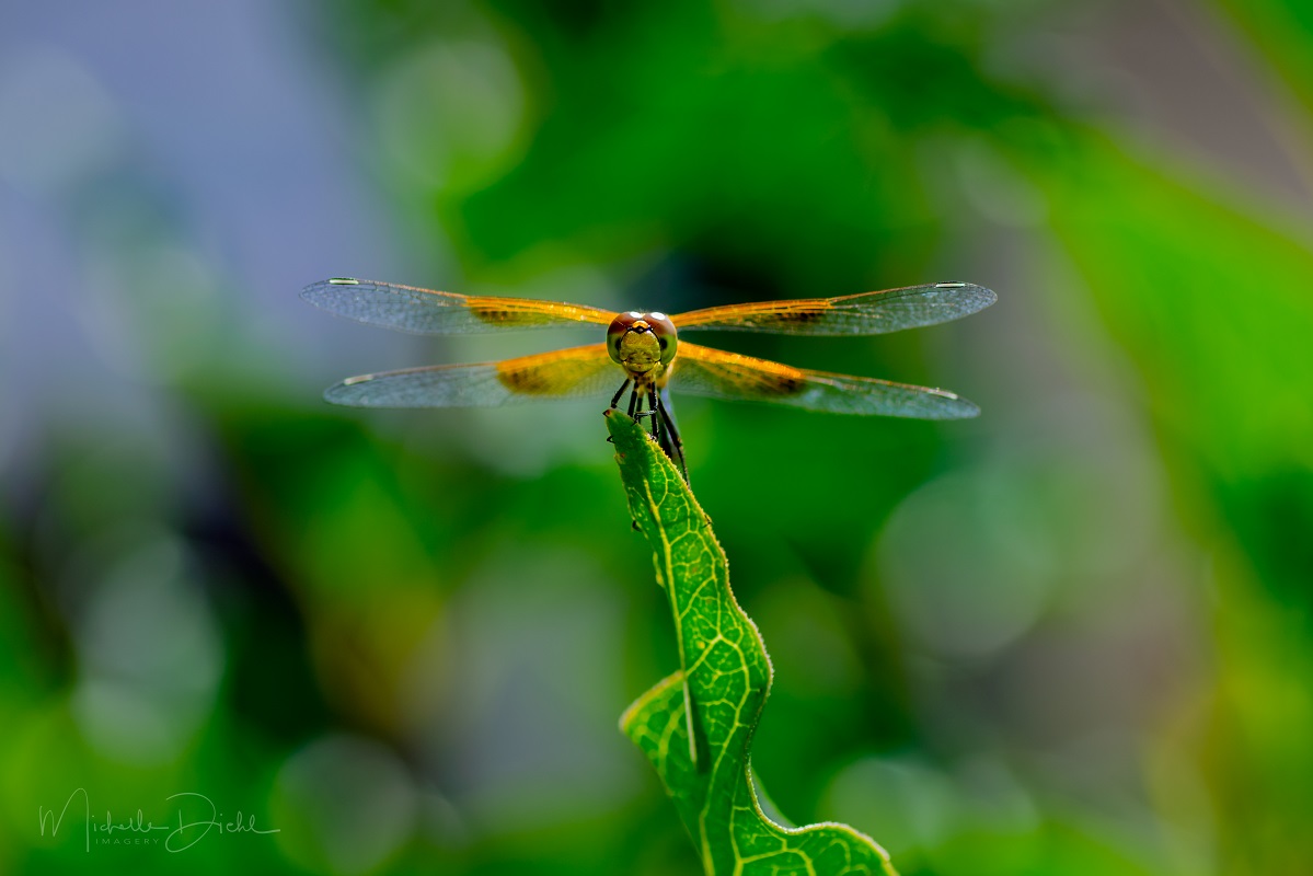 Dragonfly 10.jpg