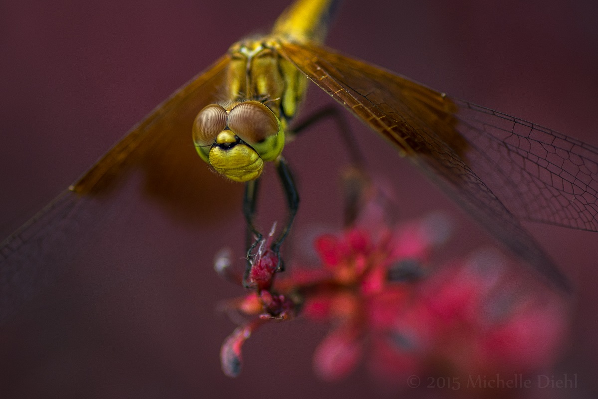 Dragonfly on Barberry Bush 1.jpg