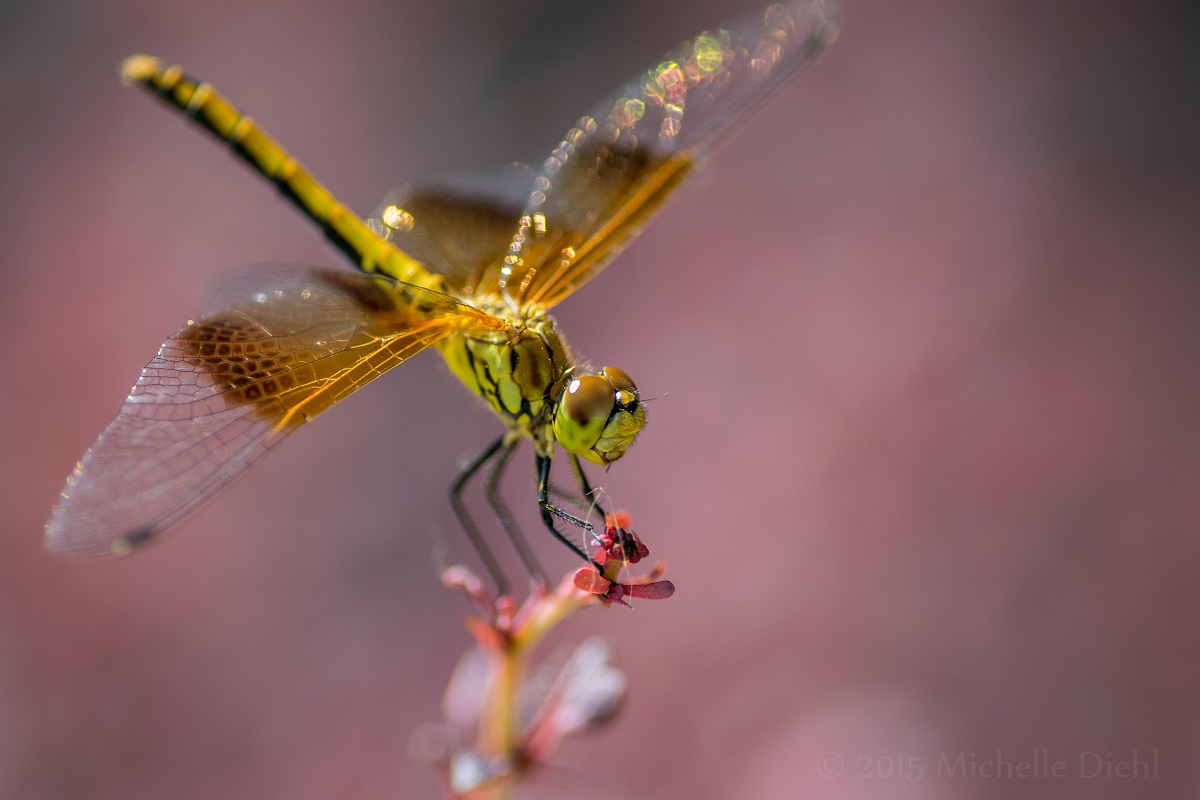 Dragonfly on Barberry Bush 2.jpg
