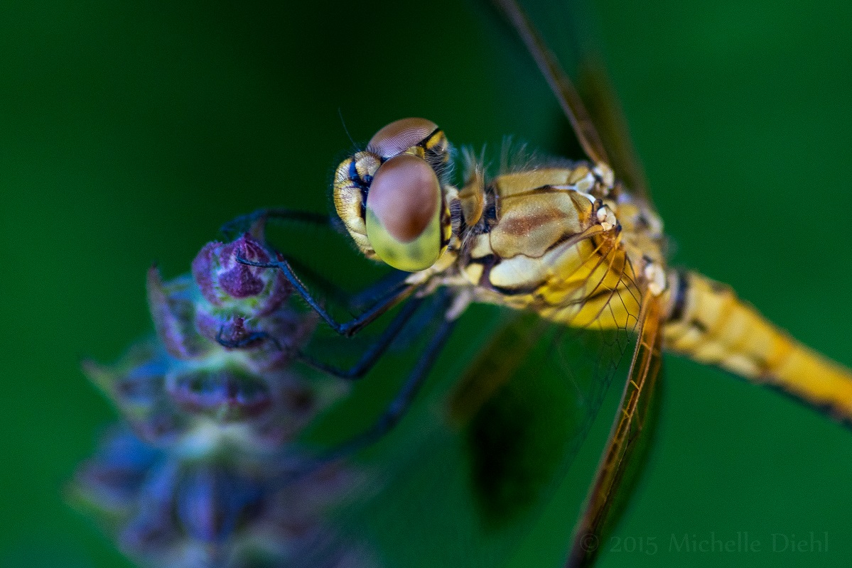 Dragonfly on Purple Salvia.jpg