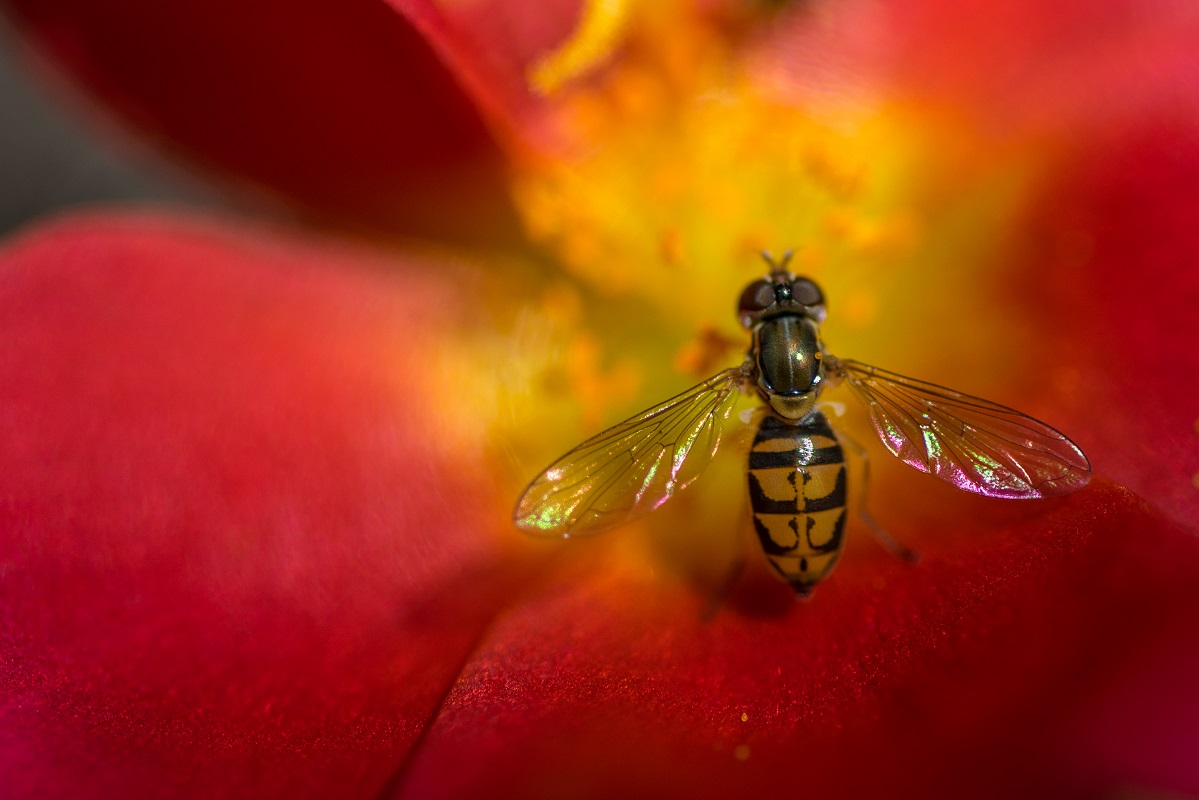 Bee 2.jpg