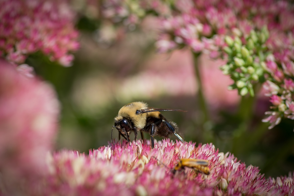 Bee 1.jpg